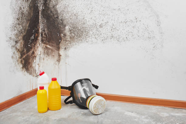 Best Commercial Mold Removal  in Horseheads North, NY