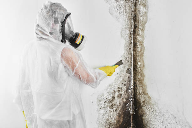 Best Mold Cleaning Services  in Horseheads North, NY