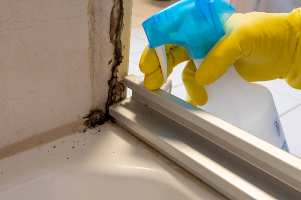 Best Emergency Mold Removal  in Horseheads North, NY