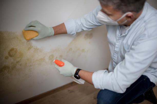 Best Toxic Mold Removal  in Horseheads North, NY