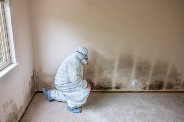 Best Professional Mold Removal  in Horseheads North, NY