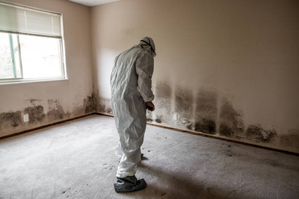Mold Testing and Removal in Horseheads North, NY