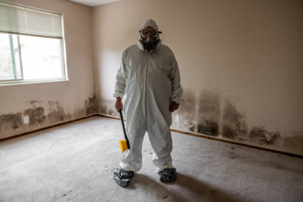 Best Mold Damage Repair  in Horseheads North, NY