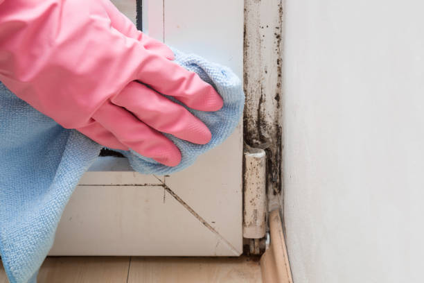 Best Mold Removal and Inspection  in Horseheads North, NY