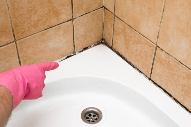 Best Certified Mold Removal  in Horseheads North, NY