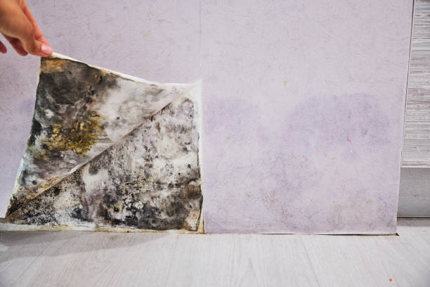 Best Mold Testing  in Horseheads North, NY